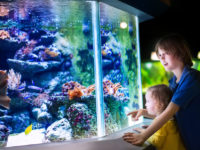 休校中のおうち時間に！ 自宅で水族館気分が味わえるオンライン配信がスタート！