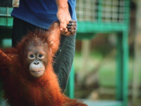 生物学の権威・福岡先生と行く! 大自然の宝庫「ボルネオ探究学習ツアー」参加者募集
