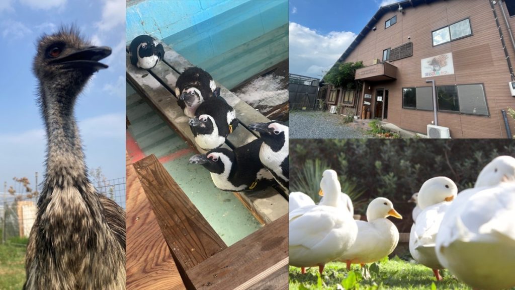 ペンギンやフクロウと触れ合う体験を！生き物好きの子どもにオススメしたい「深谷花鳥カフェ」の魅力
